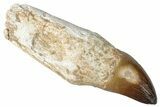 Fossil Rooted Mosasaur (Prognathodon) Tooth - Morocco #265993-1